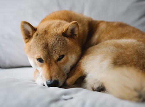 Shiba Inu preparing for adoption