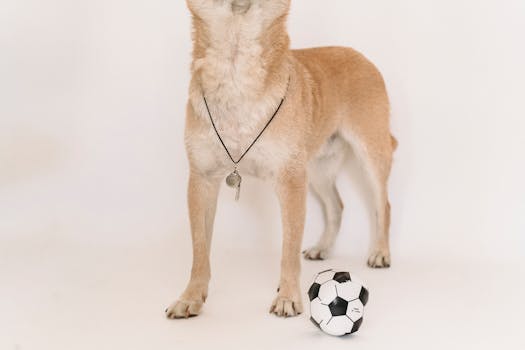 Shiba Inu training with treats