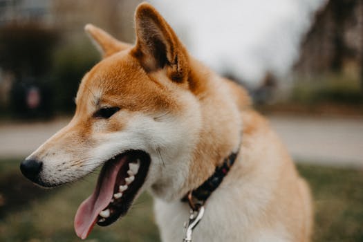 Happy Shiba Inu playing in a park