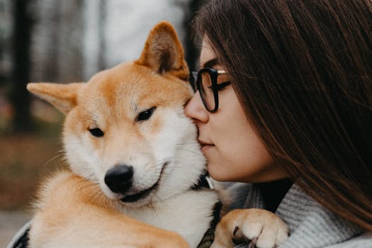 playful Shiba Inu at a park