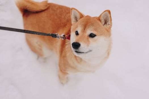 Shiba Inu being groomed