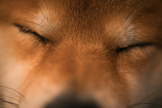 Shiba Inu receiving eye drops