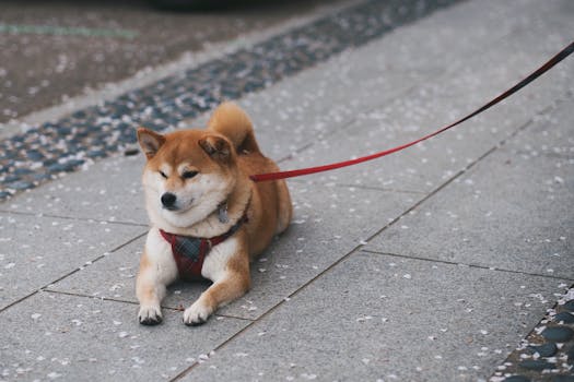 Shiba Inu enjoying outdoor time