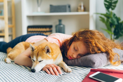 Shiba Inu with a vet