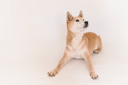 a Shiba Inu focused on a treat puzzle