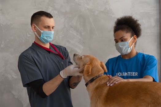 vet examining a Shiba Inu puppy