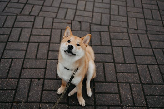 Shiba Inu getting its ears cleaned