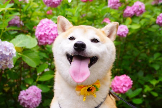 happy Shiba Inu in a shelter