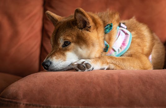 Shiba Inu enjoying a cozy spot at home