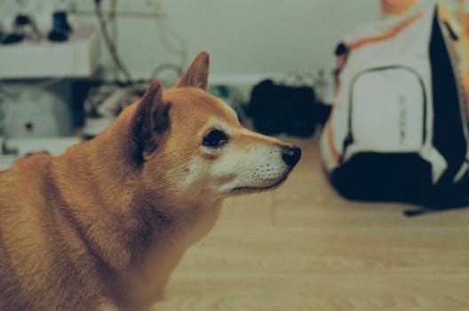 Shiba Inu relaxing in a crate