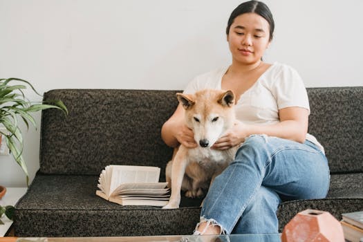 adorable shiba inu resting on a couch