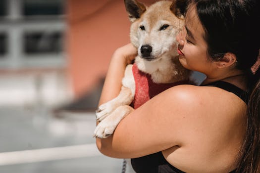 Happy Shiba Inu after care