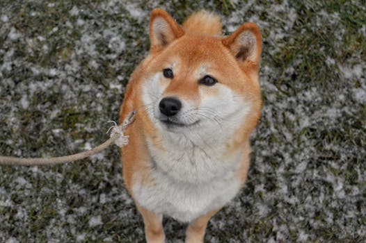 Loyal Shiba Inu observing its surroundings