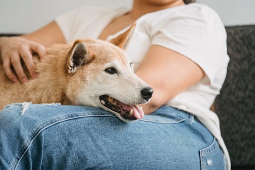 Shiba Inu playing with its owner