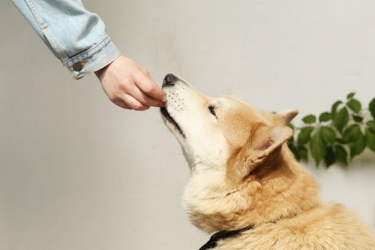 Shiba Inu playing with friends