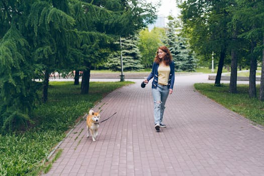 healthy Shiba Inu enjoying a walk