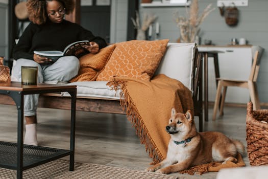 Shiba Inu relaxing indoors