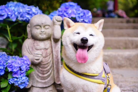 happy Shiba Inu receiving a treat