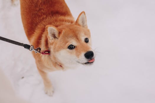 happy Shiba Inu with a shiny coat