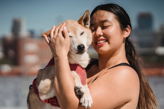 Shiba Inu camping with its owner