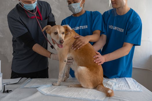 Vet examining a dog