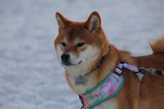 Shiba Inu playing with other dogs