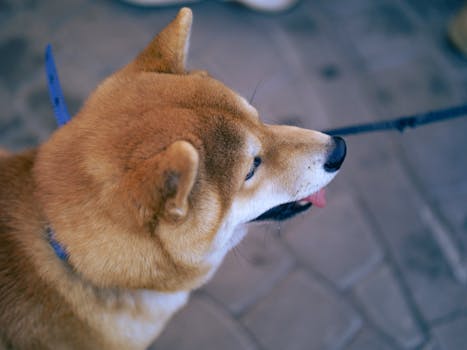 Shiba Inu playing with other dogs