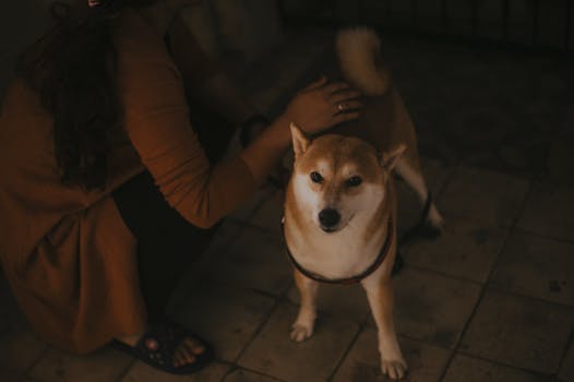 Shiba Inu on a walk with a person