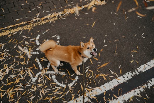 Shiba Inu walking on a leash