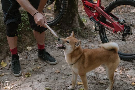 Shiba Inu on a hiking trail