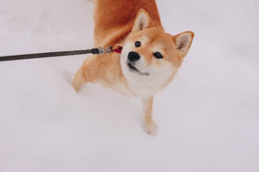 Shiba Inu walking calmly on a leash