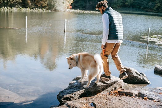 Shiba Inu enjoying a walk with its owner