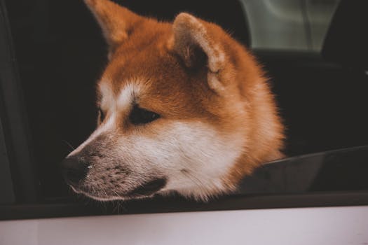 Shiba Inu sitting proudly