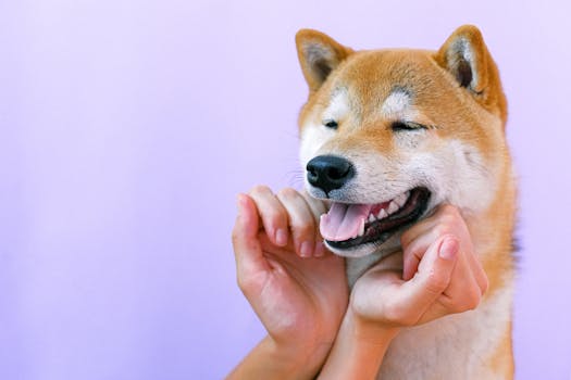 happy Shiba Inu puppy playing with toys