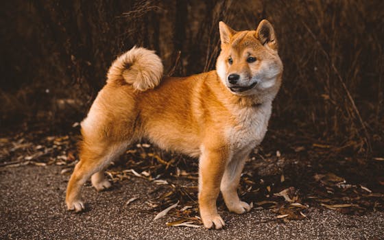 Shiba Inu standing proudly