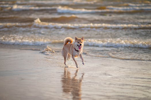 Shiba Inu playing outdoors