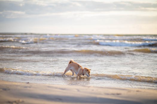 Happy Shiba Inu playing