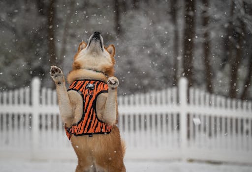 happy Shiba Inu practicing commands