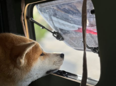 shiba inu with travel bag