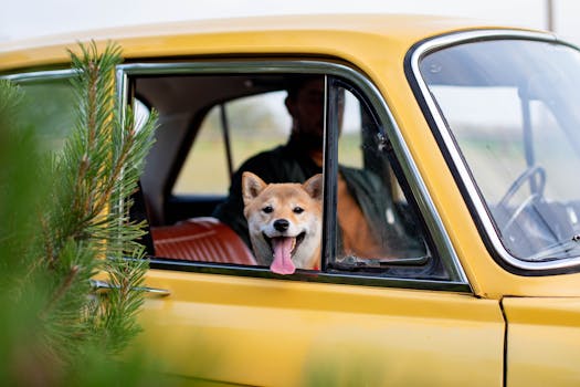 shiba inu in a car seat