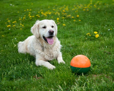 happy shiba inu playing fetch