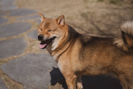 Shiba Inu happily playing outside